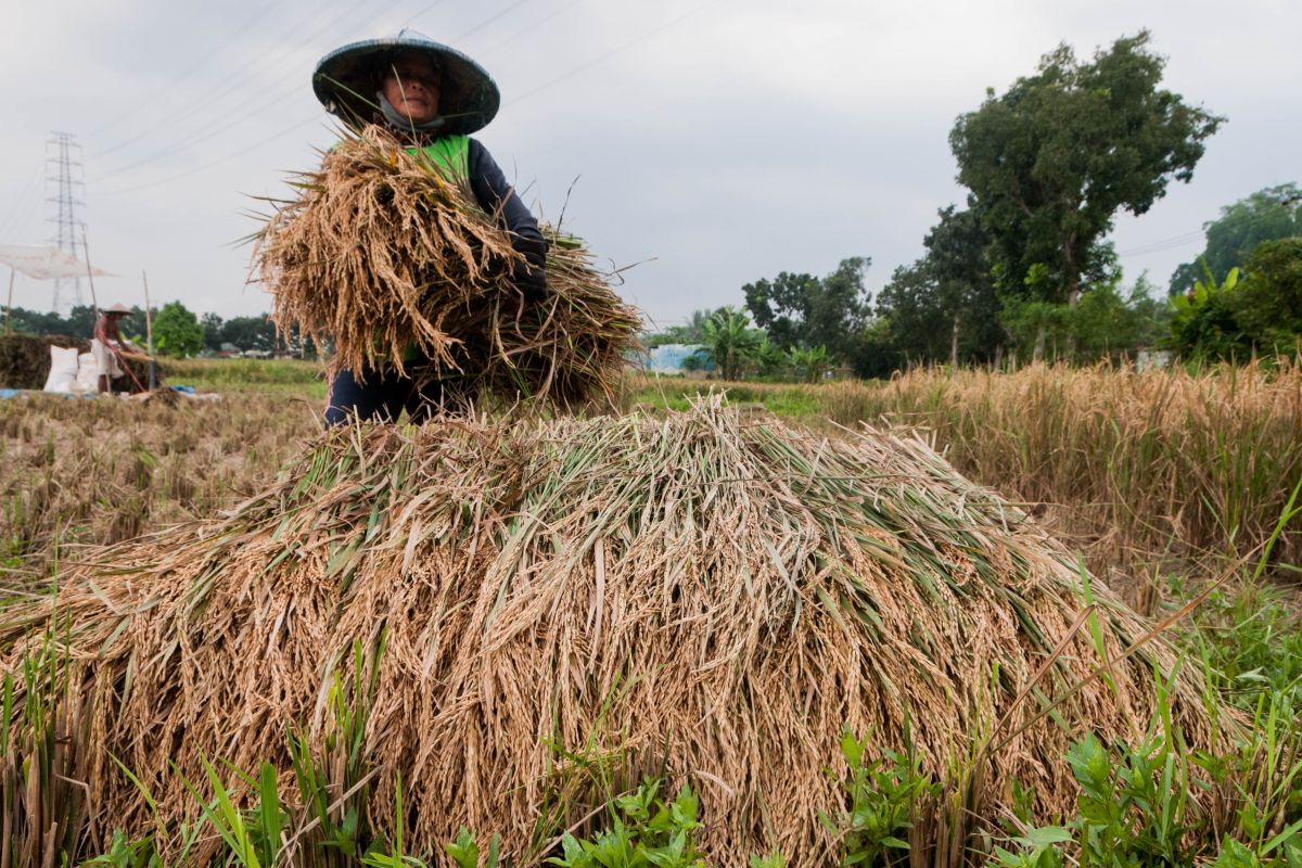 Petani Lebak kembali panen padi ditengah kemarau