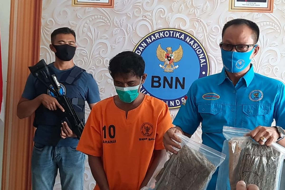 BNNK Badung ringkus bandar ganja jaringan Medan