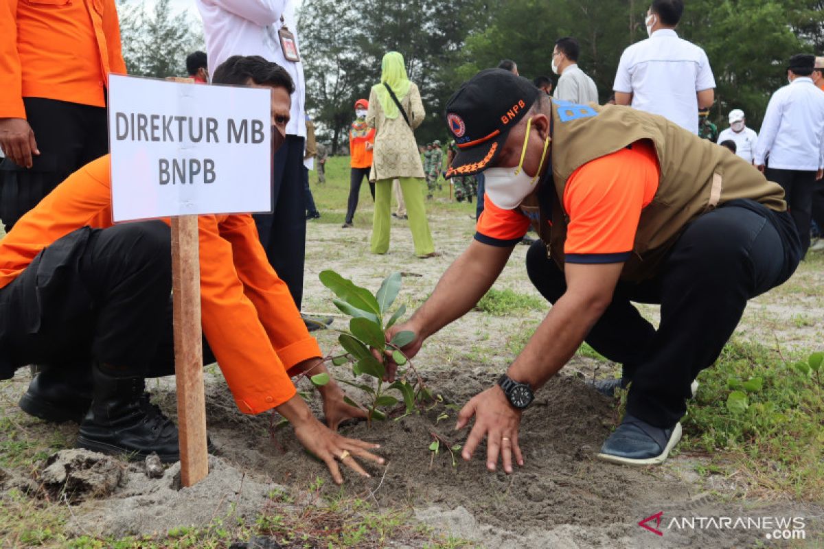 BNPB dan Pemkot tanam seribu pohon Pinago di pesisir pantai Pariaman (Video)