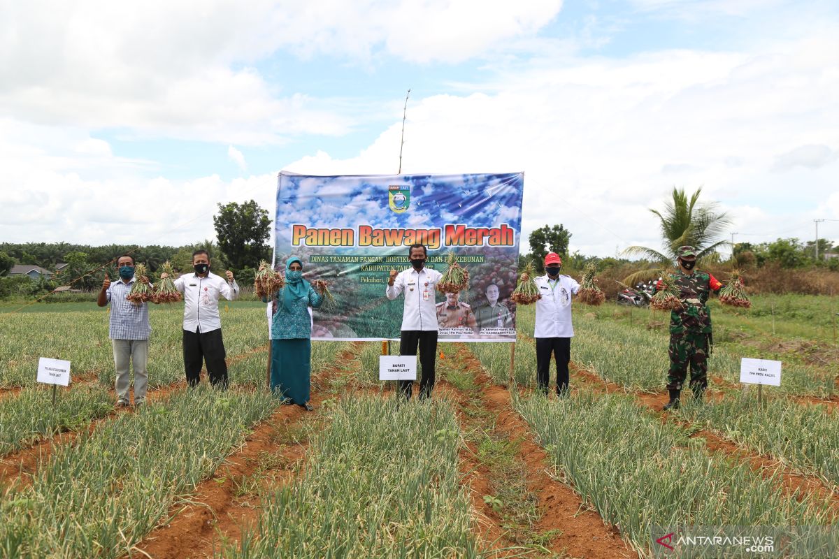 Bupati inginkan adanya orientasi bisnis pengembangan bibit bawang merah