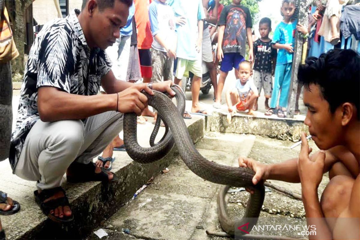 Warga Manggala tangkap ular kobra sepanjang 4 meter