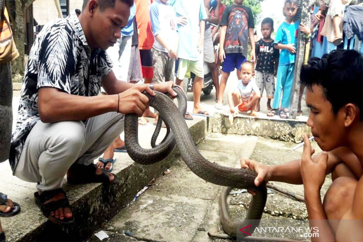 Warga Barito Utara  tangkap ular kobra sepanjang 4 meter