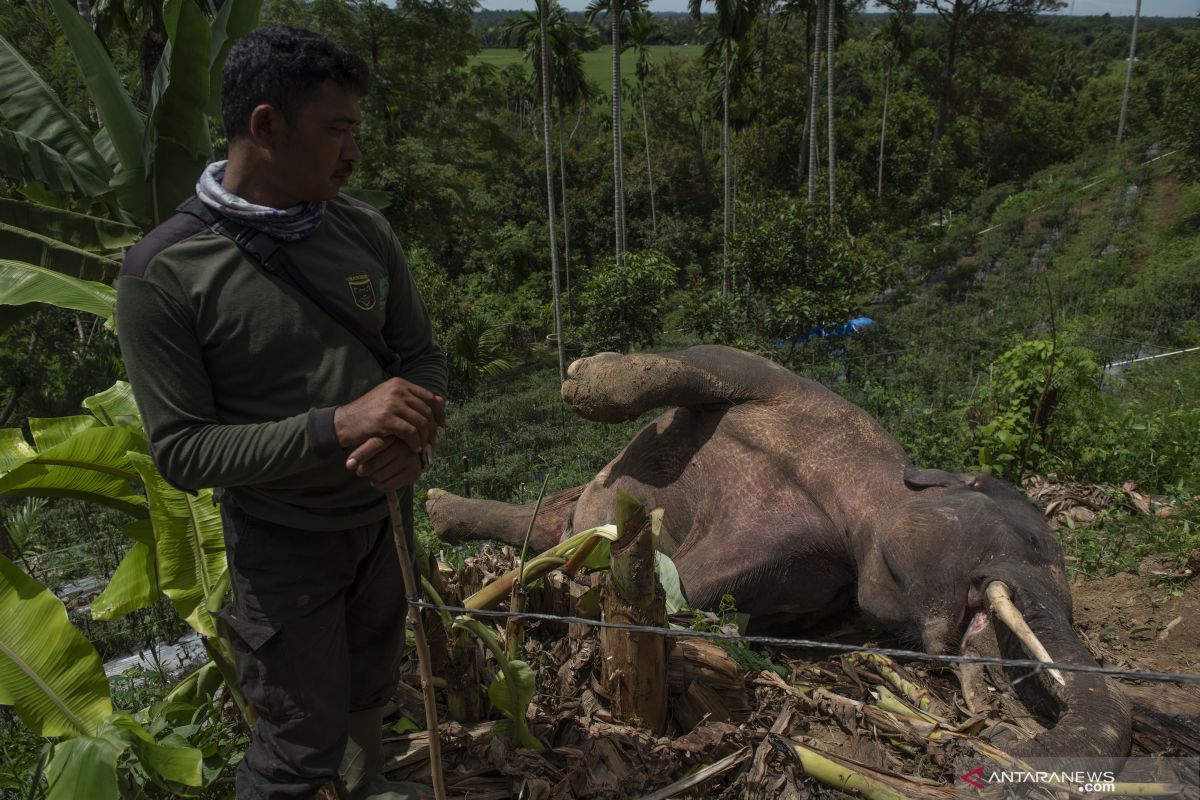 BKSDA: Gajah mati di Pidie diduga tersengat listrik