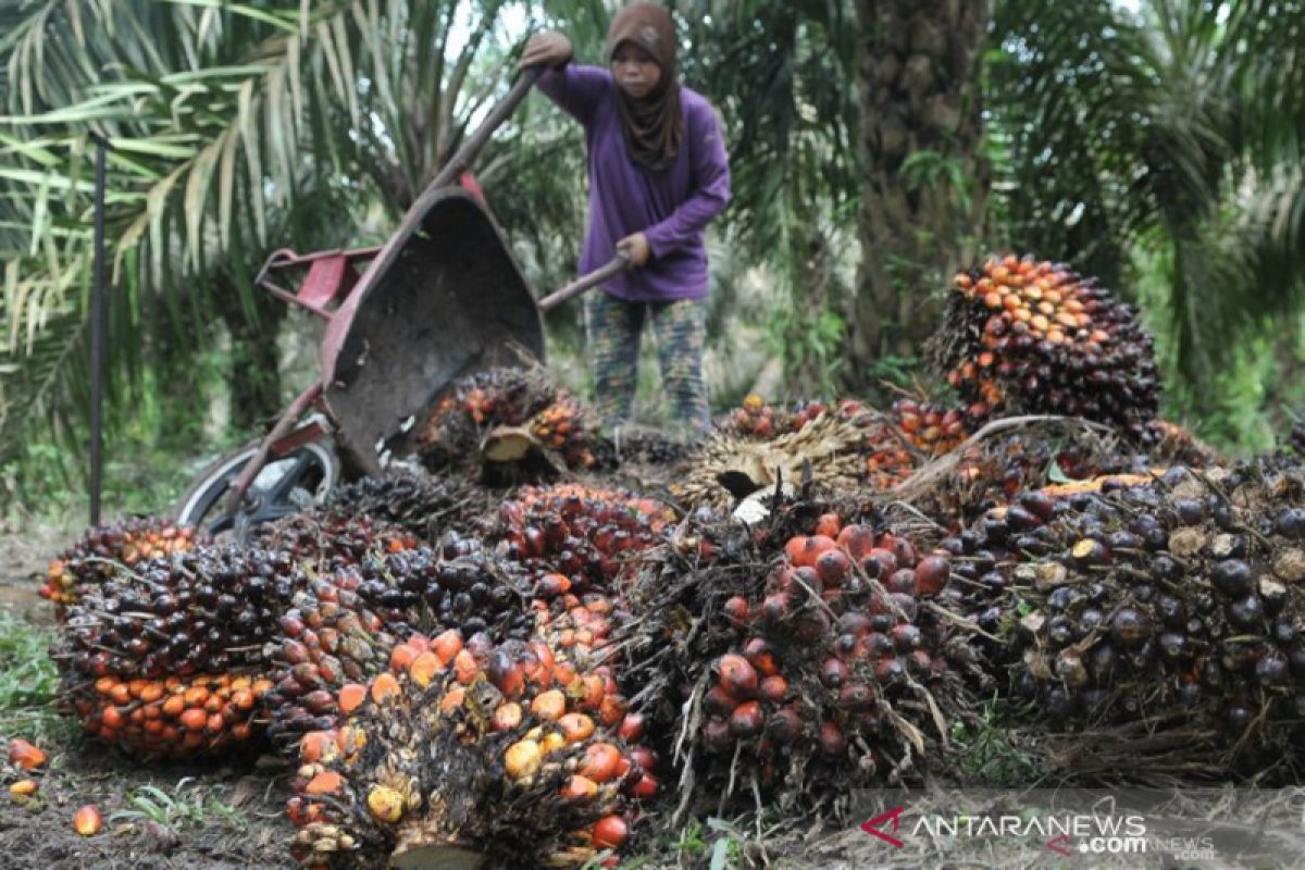 Harga komoditas perkebunan di Pesisir Selatan berangsur naik