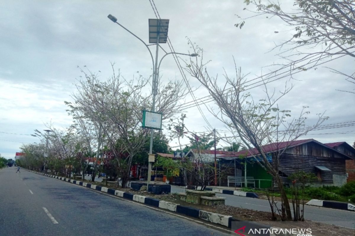 Ratusan pohon di median jalan Ibu Kota Nagan Raya mati