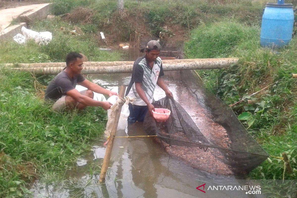 Petani Desa Belumai Rejang Lebong kembali budidayakan ikan pascabanjir