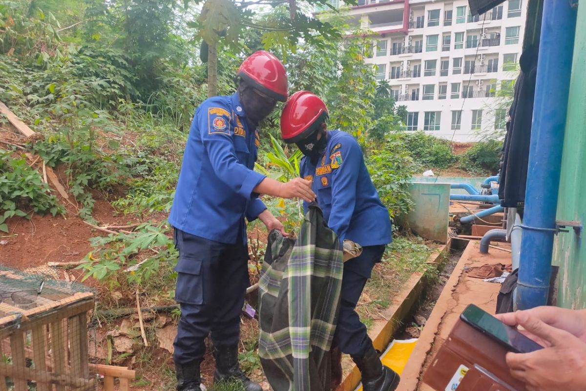 Ular sanca tiga meter  masuk ke apartemen di Jakarta Selatan