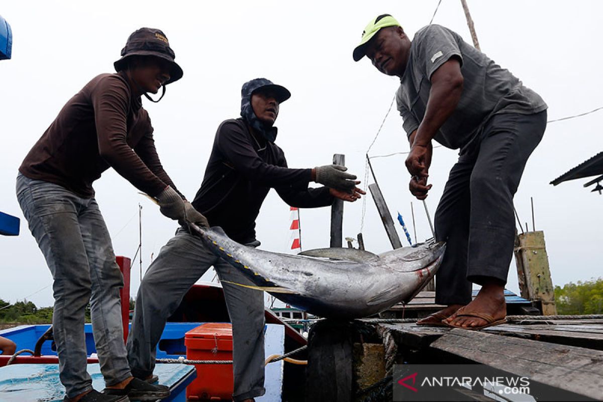 Pengamat: Perbanyak kapal ikan manfaatkan tambahan kuota ikan tuna