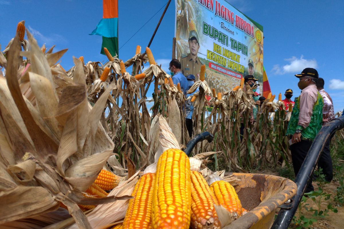 Tapin is prepared to be a hybrid corn center in South Kalimantan