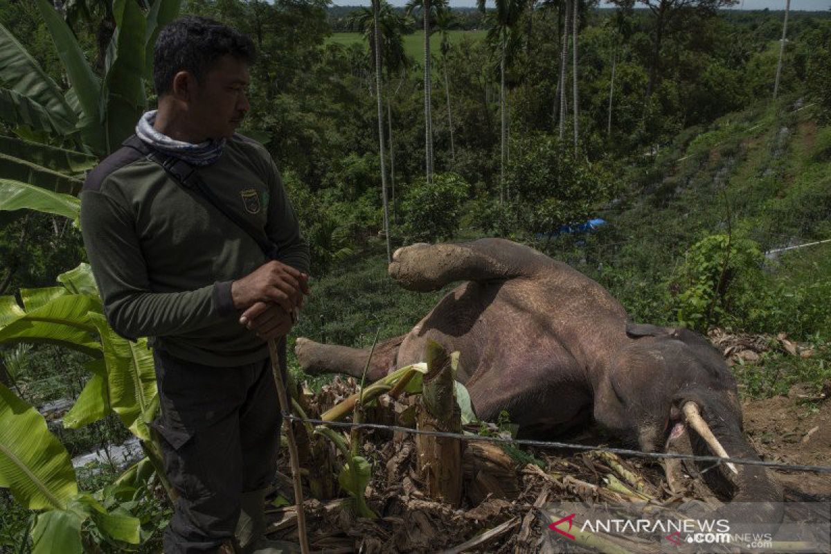 Gajah sumatera mati lagi, BKSDA: diduga tersengat listrik