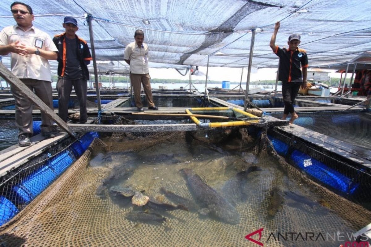 Dirjen KKP Slamet Soebjakto nyatakan ikan kerapu punya nilai ekonomi luar biasa