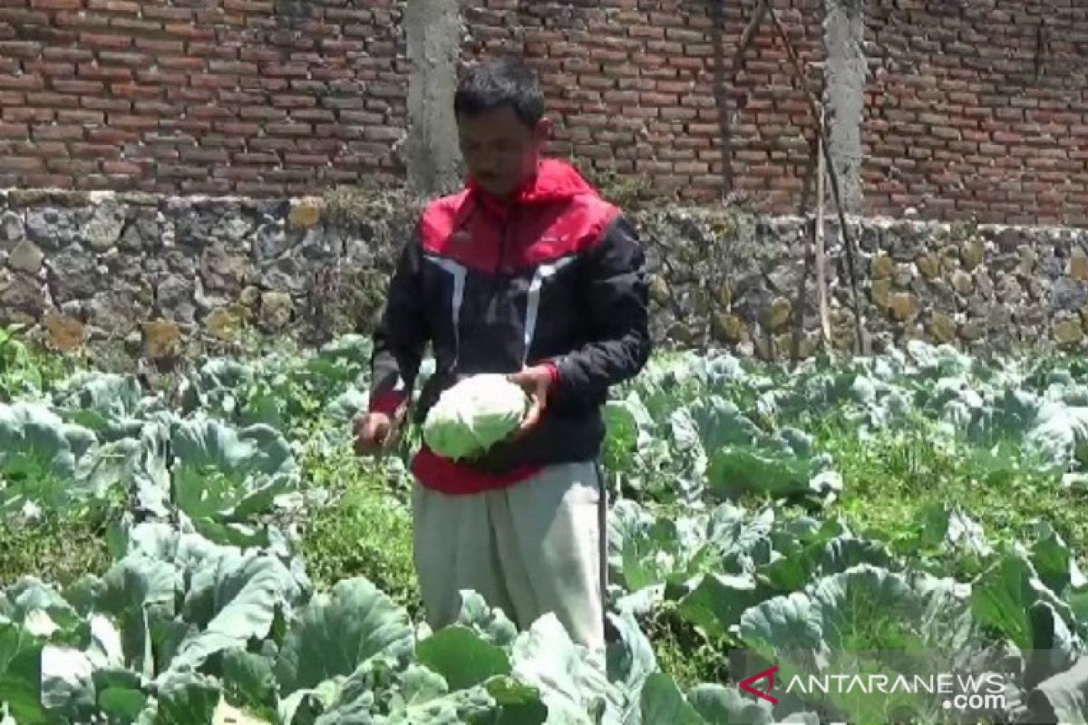 Petani kubis di Magetan rugi akibat harga turun saat panen