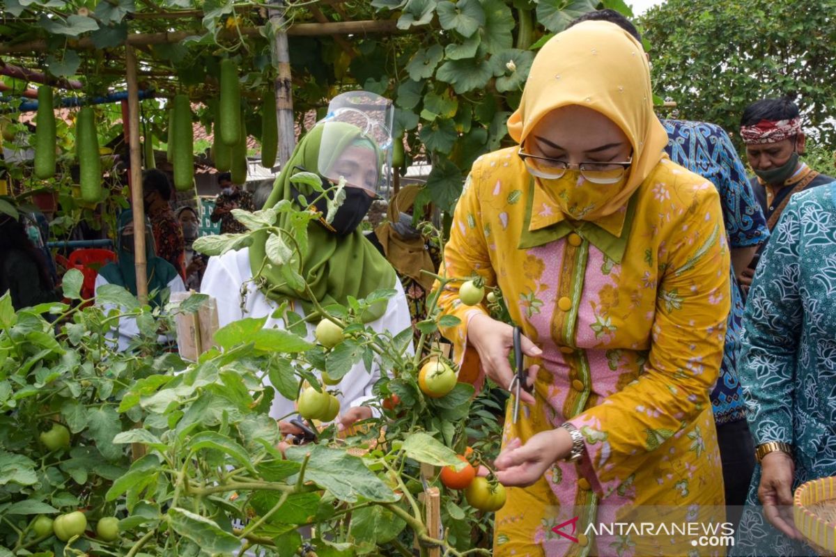 Produsen Benih Sayuran Ajak Ibu Ibu Bercocok Tanam Di Pekarangan Rumah