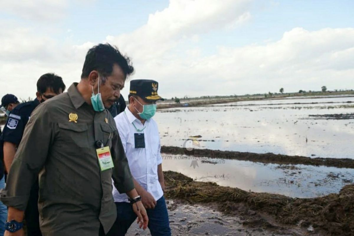 Menteri Pertanian tinjau lokasi penanaman perdana 'food estate' di Kalteng