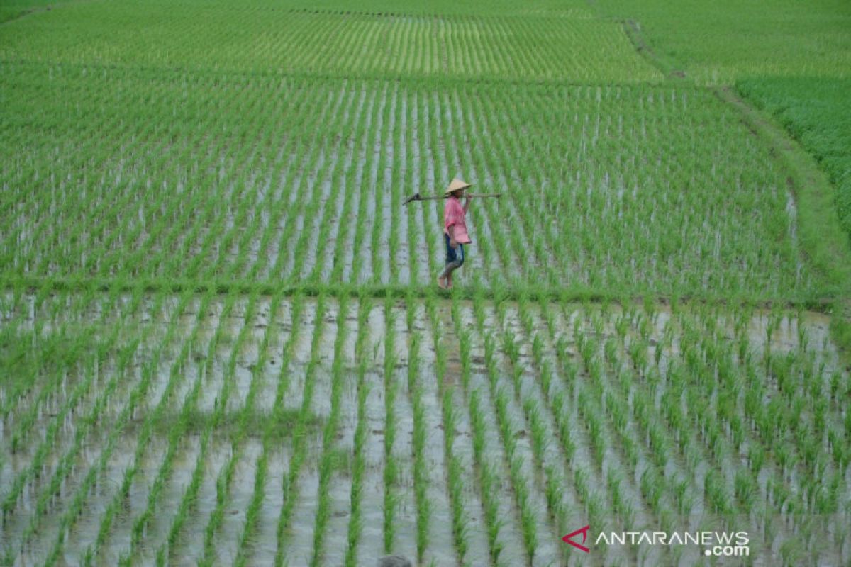 Berharap bantuan, 800 hektare lahan padi di Bekasi terancam kekeringan