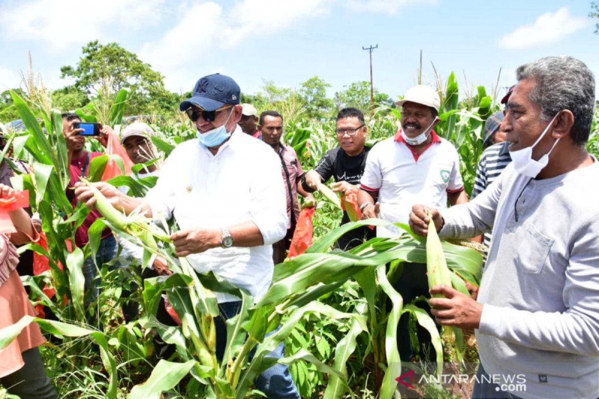 Bupati Malra  panen jagung kebun Ve'e Kes Yang