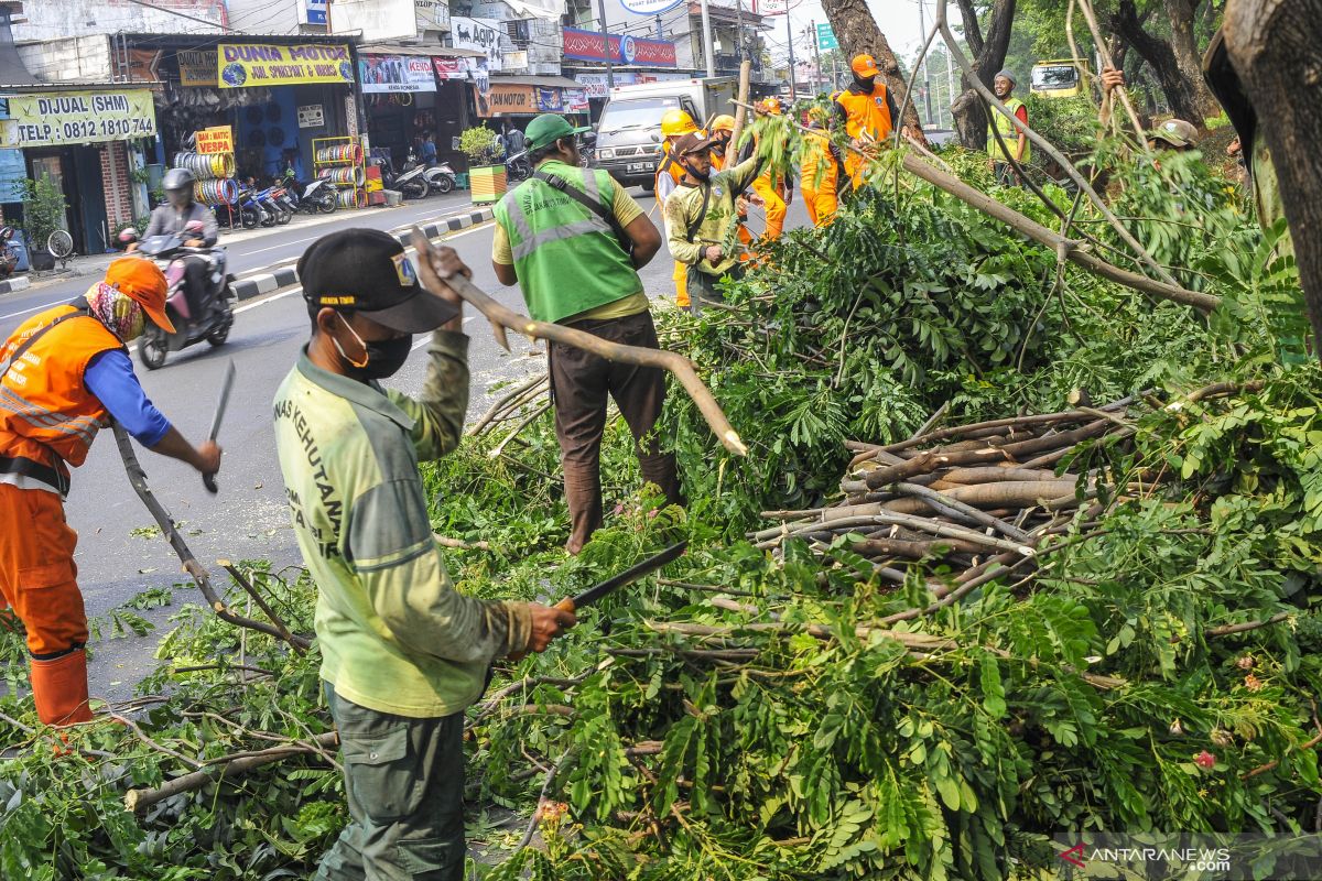 Perawatan rutin, hampir 6000 pohon dipangkas di Jakarta Pusat