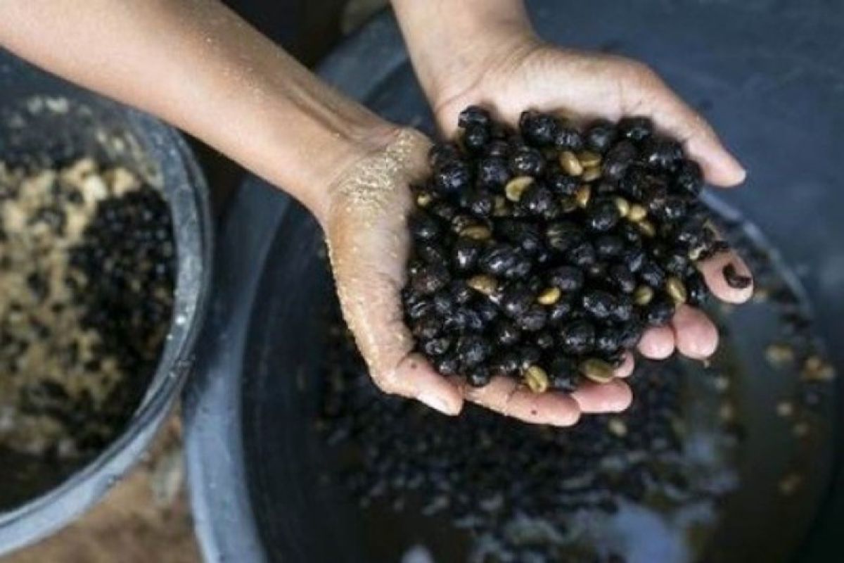 Kopi kotoran gajah, minuman mahal dan langka