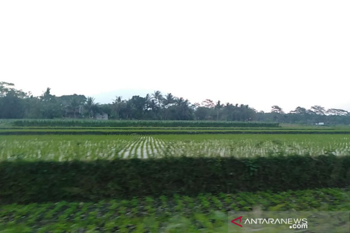 Bulog Surakarta mengalokasikan 11.000 ton beras untuk bansos