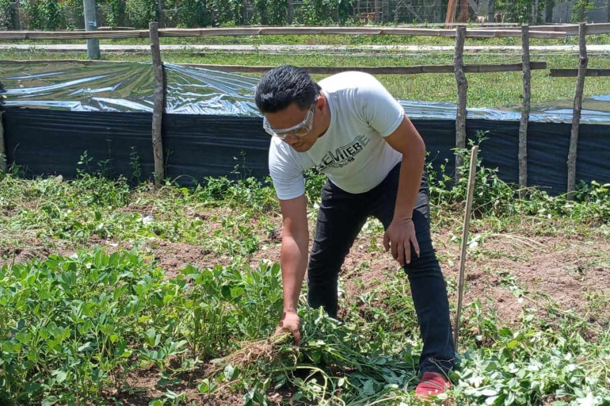 BPD Pusar OKU ajak manfaatkan lahan  tidur untuk ditanami kacang tanah