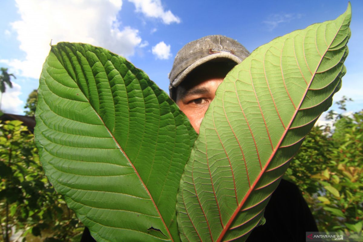 Anggota DPR minta pemerintah lakukan riset mendalam soal kratom