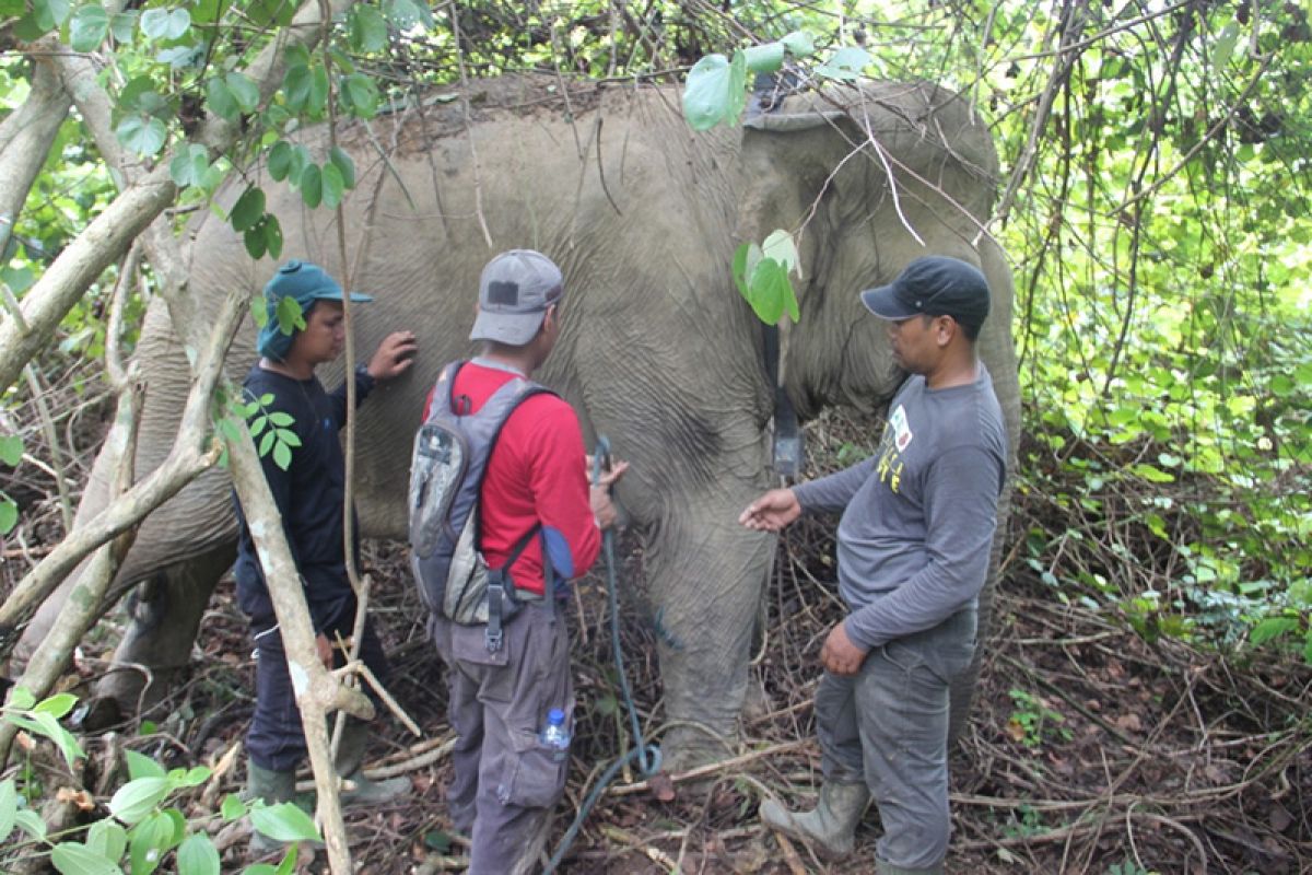 Cegah konflik, tiga gajah liar di Aceh Timur dipasangi alat pelacak