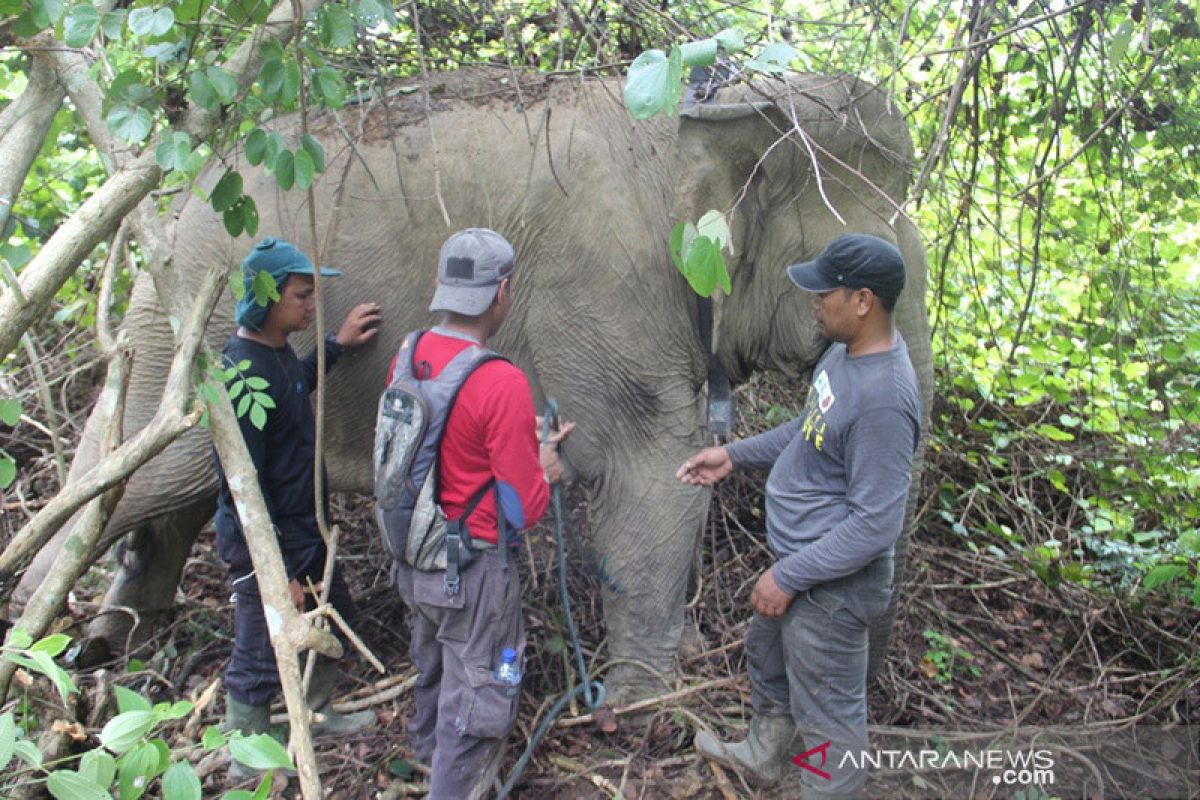 BKSDA pasang alat pelacak posisi gajah liar di Aceh Timur