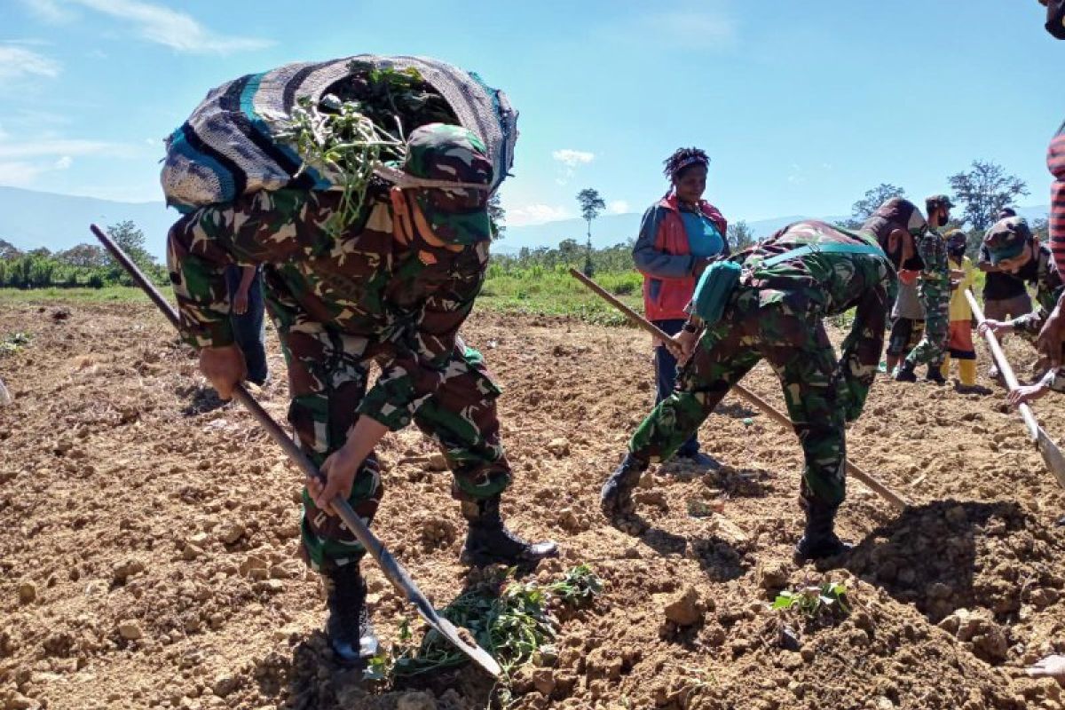 Prajurit TNI di Wamena bantu warga berkebun ubi jalar