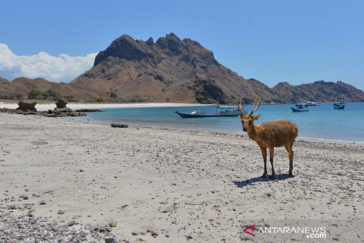 Internet services in Labuan Bajo to support tourism: ministry