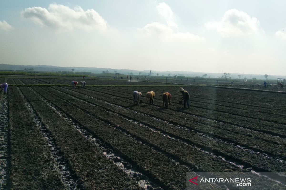 Petani Kulon Progo didorong tebus pupuk bersubsidi