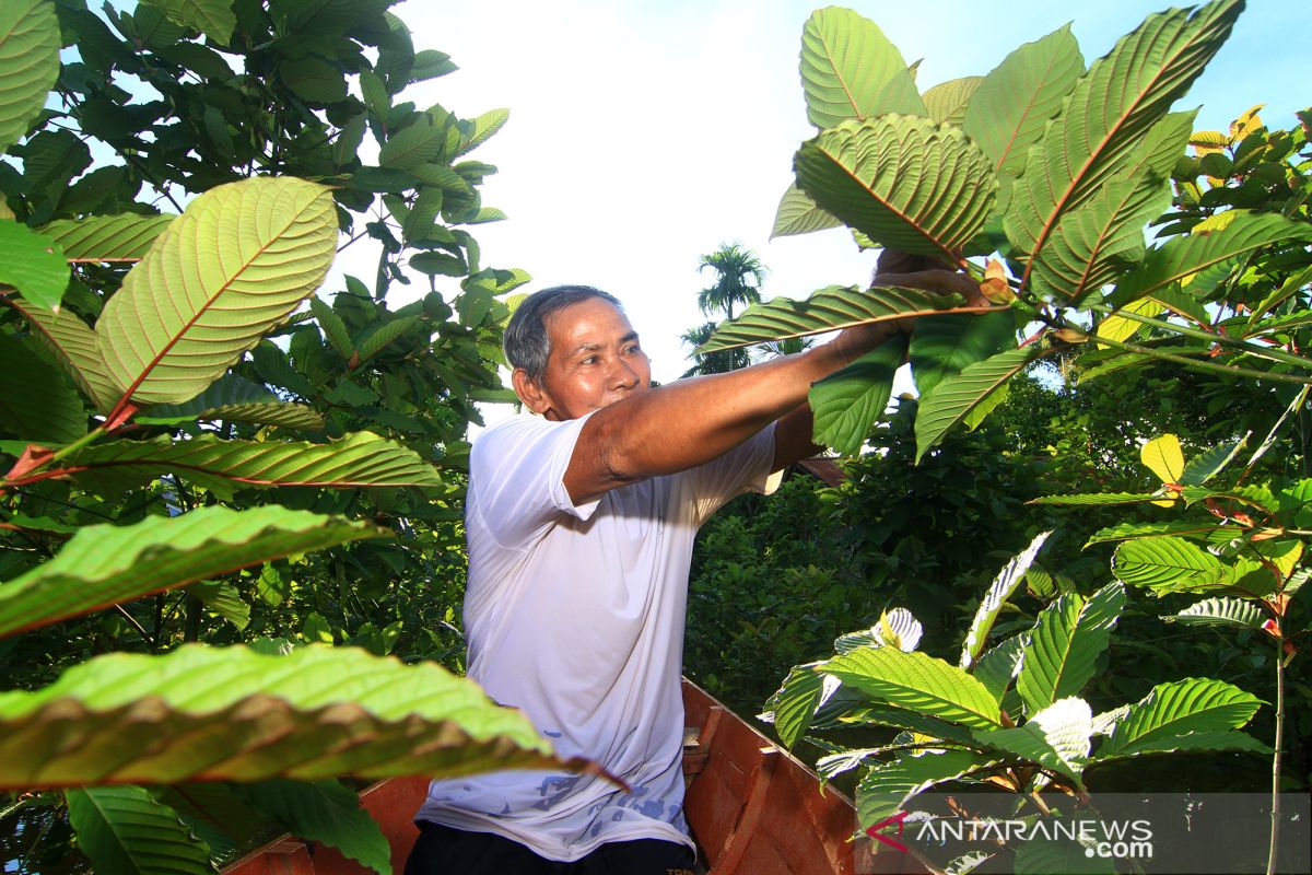 Petani boleh budi daya tanaman kratom