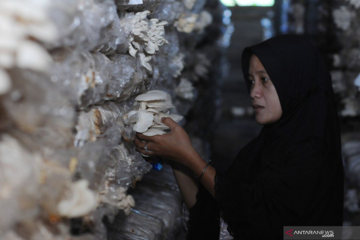 Jamur jadi pangan bernutrisi selama pandemi COVID-19