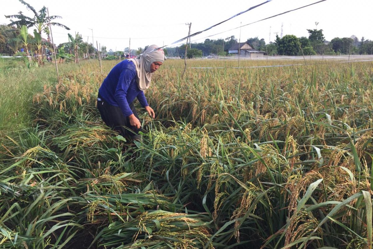 Produksi padi sawah di Bangka Tengah 5,3 ton/hektare