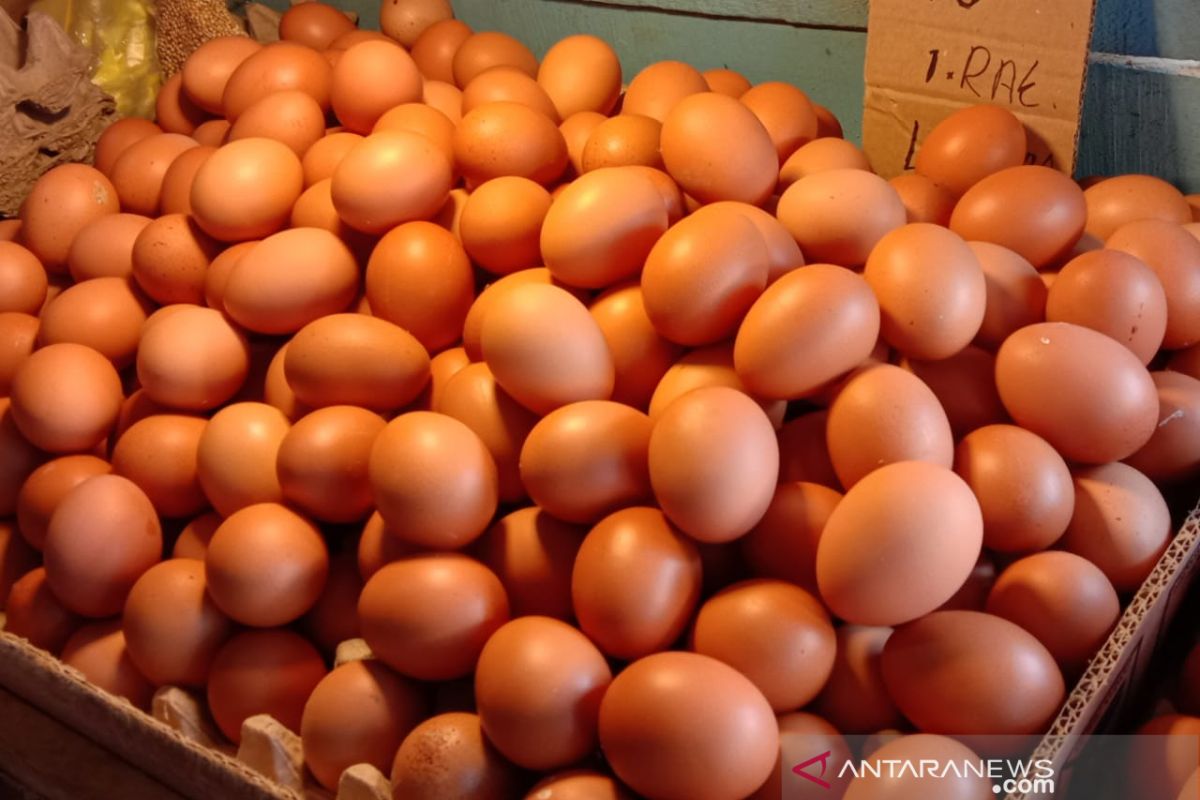 Harga telur ayam ras di Ambon normal dan bervariasi