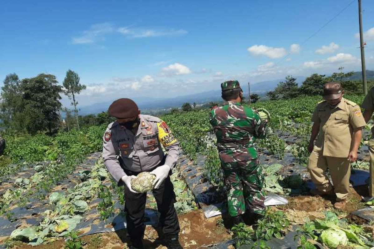 Kodim dan Polres Wonosobo borong sayuran petani 3 ton