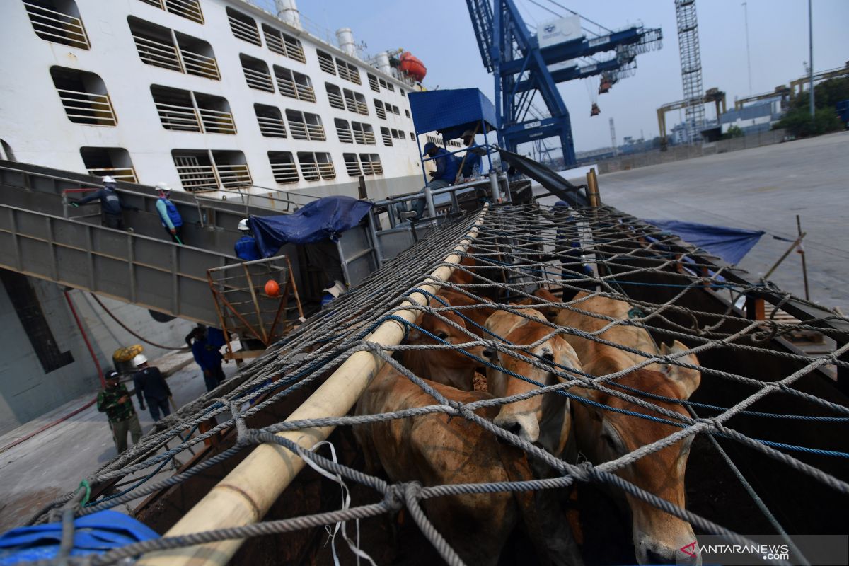 2,350 imported cattle arriving to secure stocks in Ramadan: ID FOOD