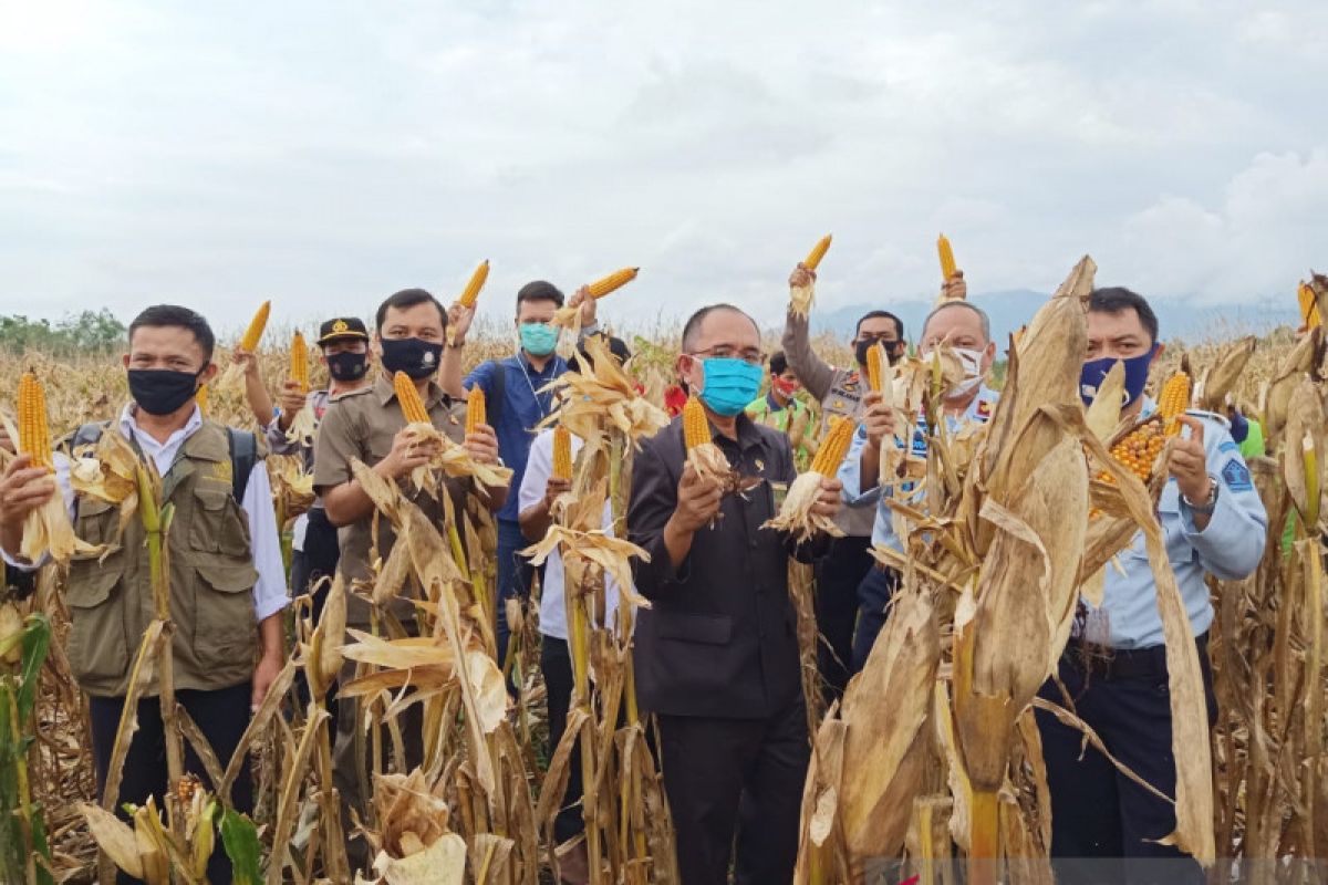 Rutan Bengkayang panen jagung hasil Program Pembinaan Warga Binaan Pemasyarakatan