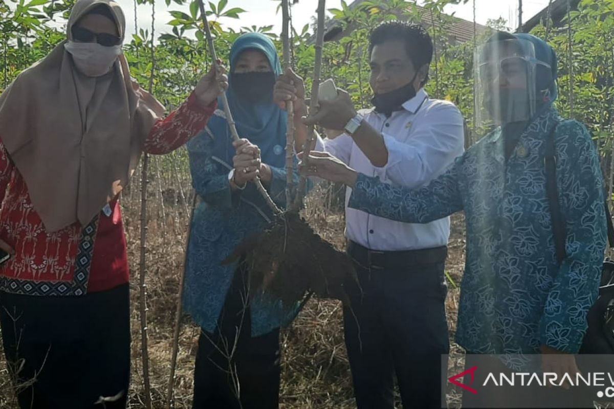 Ketua TP-PKK Kaltim Norbaiti panen singkong di Desa Tapis