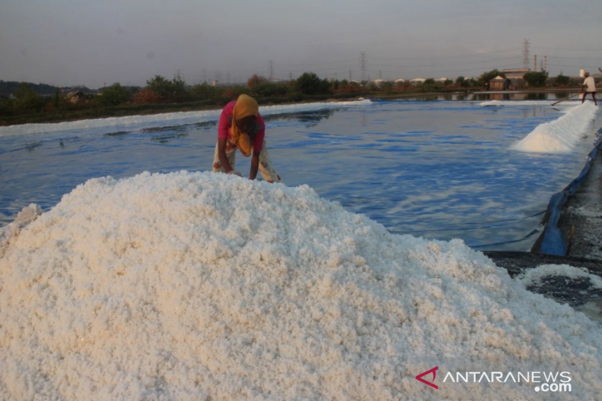 HMPG: Produksi garam Jatim diprediksi turun