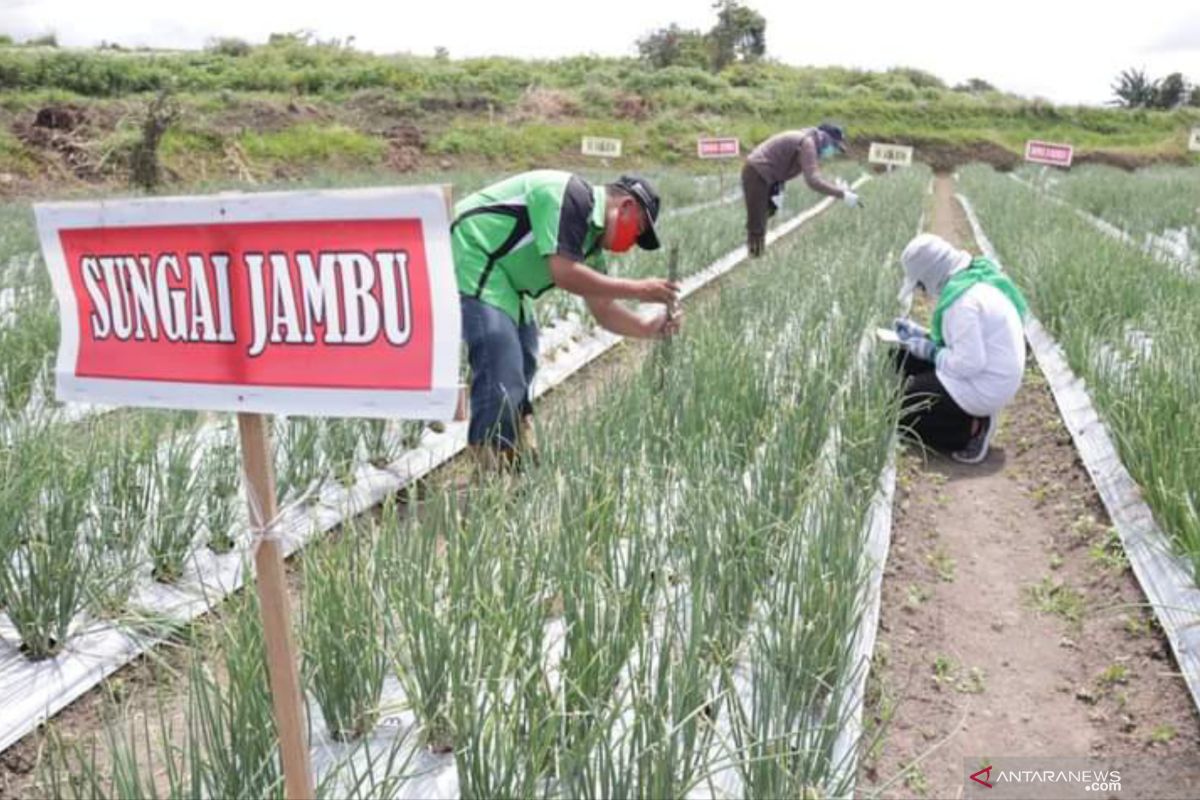 Bawang merah lokal Sungai Jambu Tanah Datar uji adaptasi jadi varietes unggul nasional