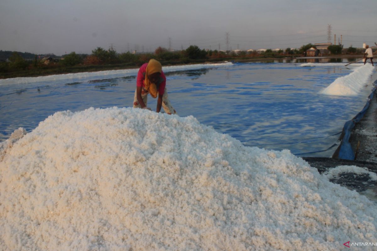 Produksi garam rakyat Jatim turun