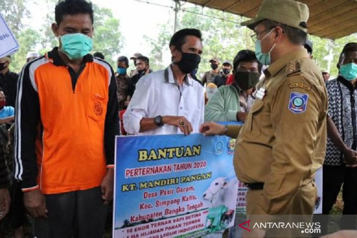 Gubernur Babel serahkan 10 indukan sapi PO ke Poktan Pasir Garam