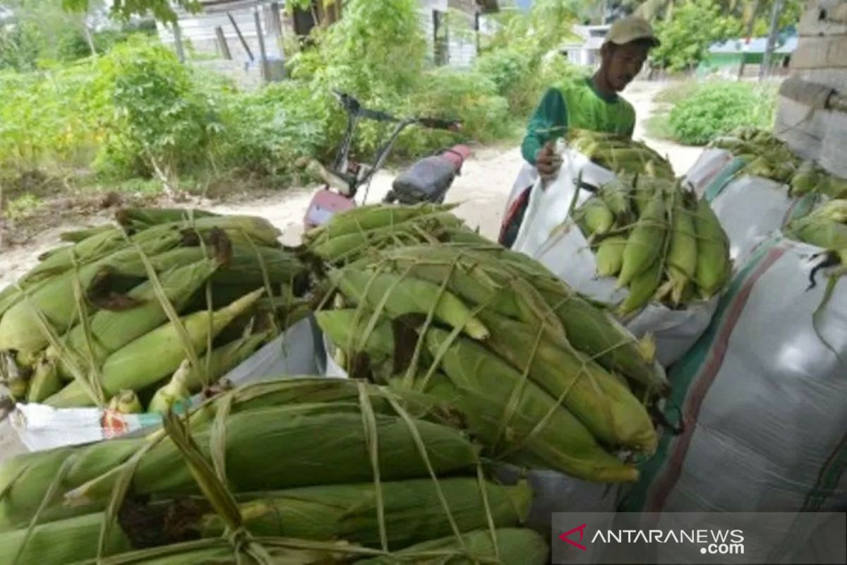 Harga jagung rendah,  Pemkab Poso berusaha cari pintu ekspor