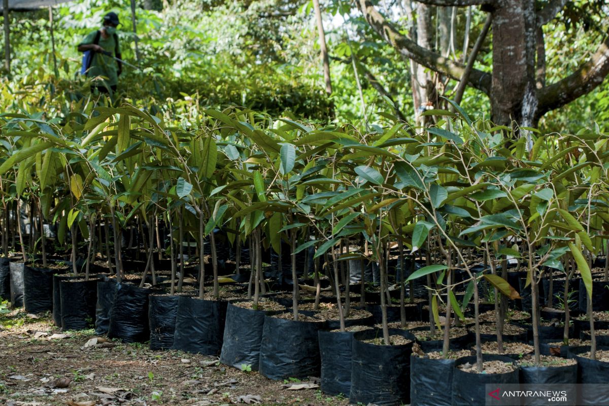 KPI Ogan Komering Ulu tanam 500  bibit pohon