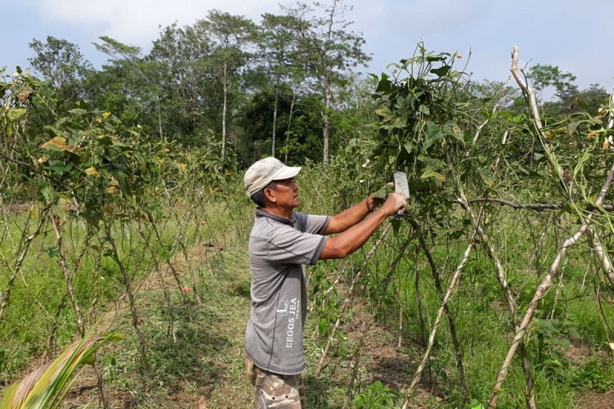 Petani kacang panjang Muarojambi keluhkan harga jual murah