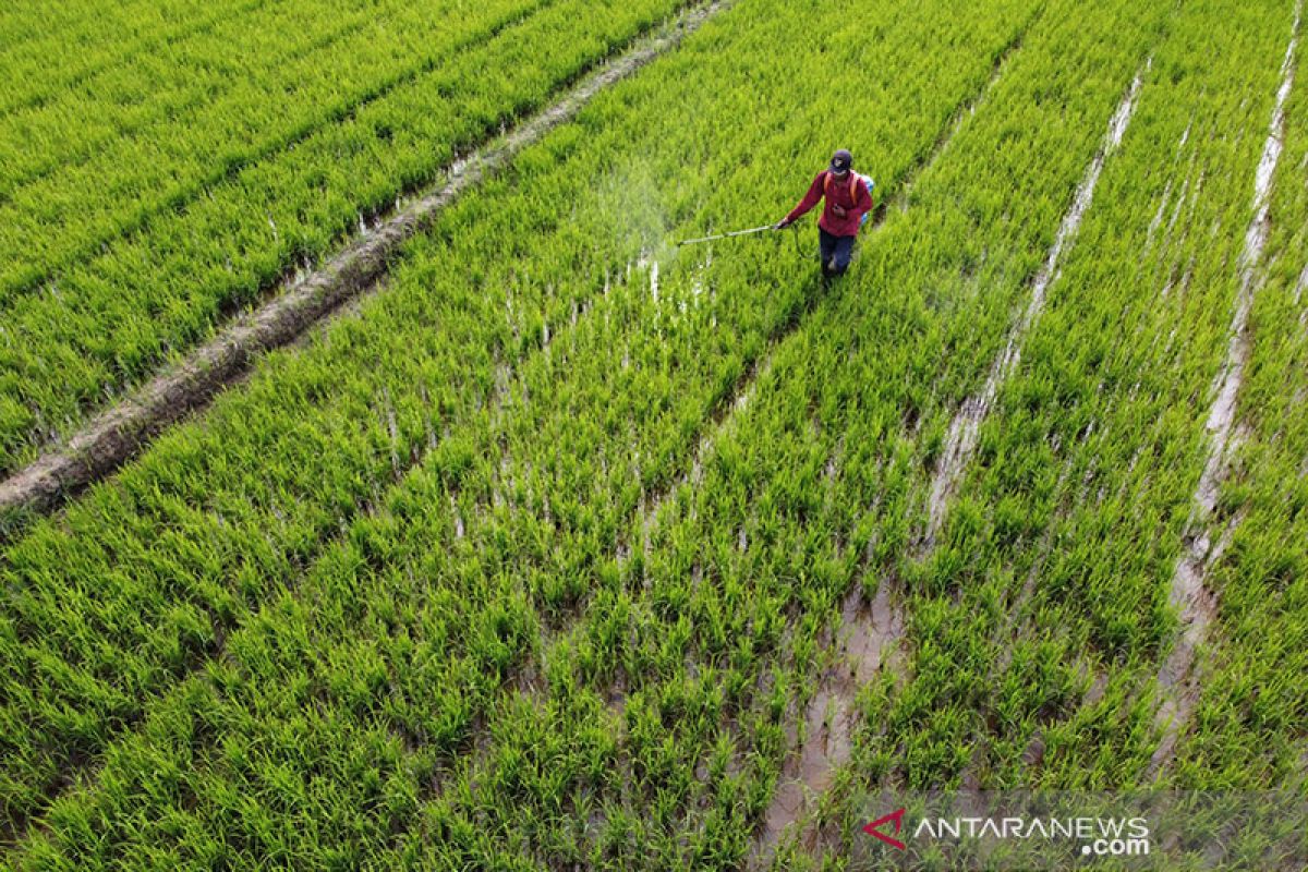 Pemkot Kendari kembangkan padi organik untuk tingkatkan produktivitas