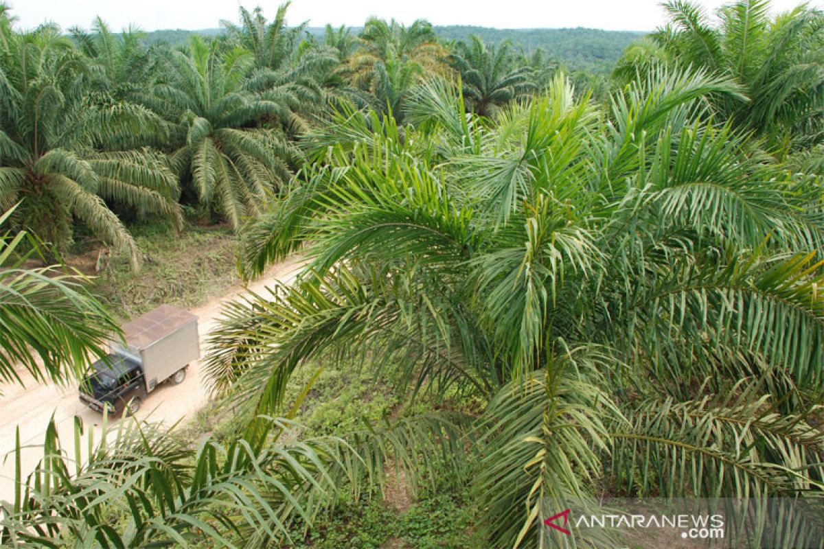 Masyarakat tiga desa  tuntut kemitraan perkebunan kelapa sawit