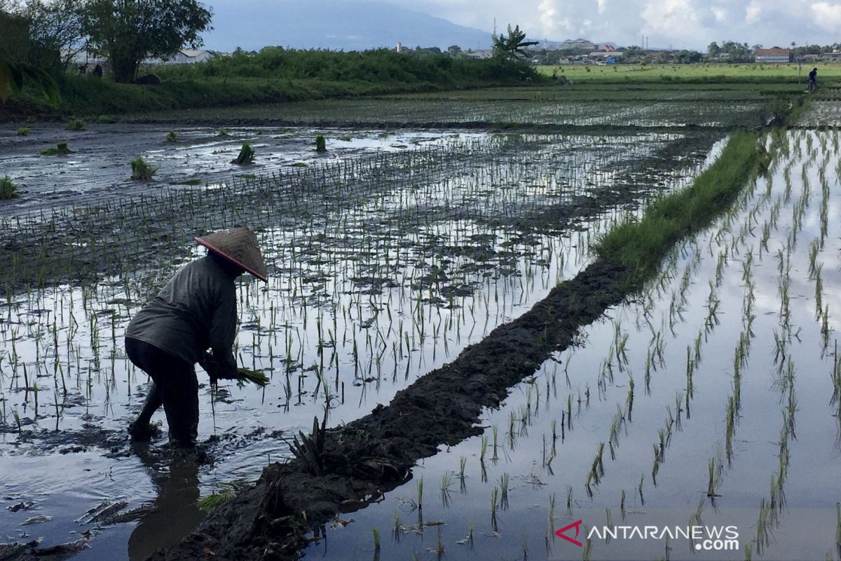 Jokowi inspects rice planting, harvesting processes in Malang District