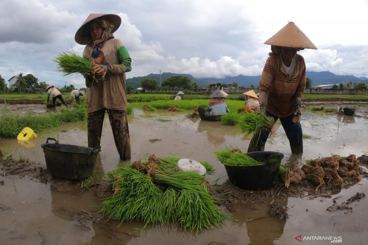 BPS: Upah nominal harian buruh tani Maret 2021 naik 0,17 persen