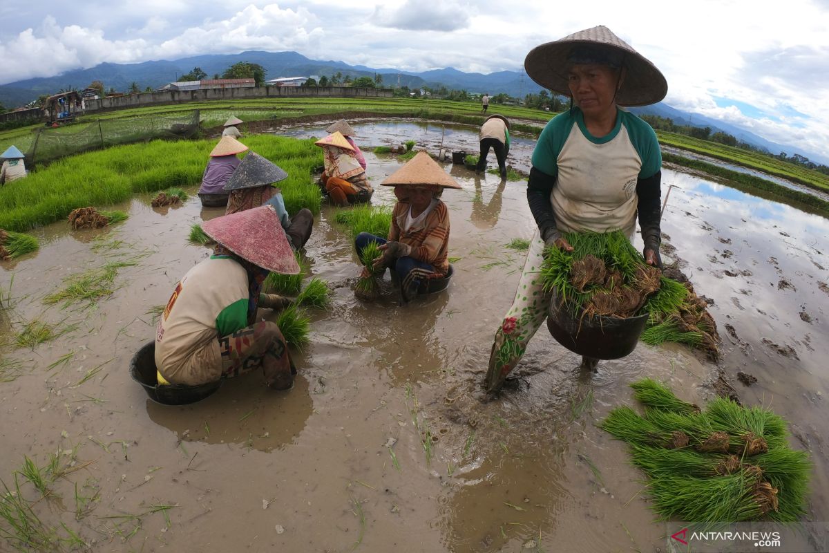 Upah nominal harian buruh tani nasional Juni naik 0,15 persen